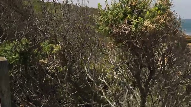 澳大利亚托基的天堂海滩，基座上拍摄视频素材