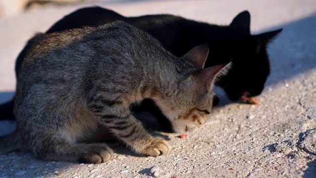 流浪猫在街上吃东西视频素材