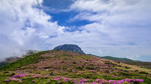 皇家杜鹃花盛开在济州岛的Hallasan(韩国最高的山)视频素材