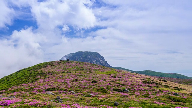 皇家杜鹃花盛开在济州岛的Hallasan(韩国最高的山)视频素材