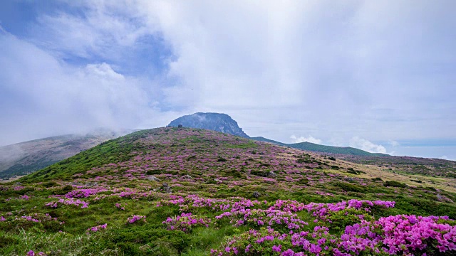 皇家杜鹃花盛开在济州岛的Hallasan(韩国最高的山)视频素材