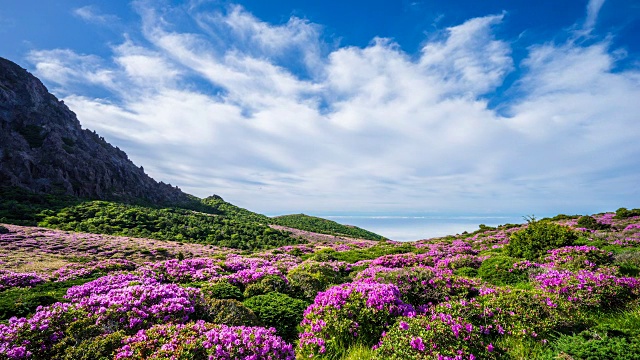 皇家杜鹃花盛开在济州岛的Hallasan(韩国最高的山)视频素材