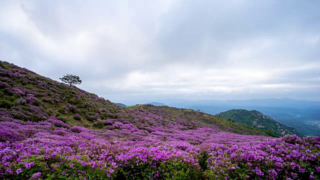 黄麦山(韩国多部电影拍摄地)上的皇家杜鹃花视频素材