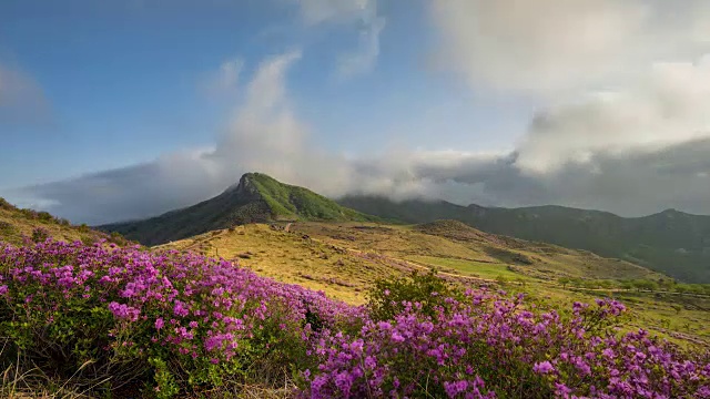 黄麦山(韩国多部电影拍摄地)上的皇家杜鹃花视频素材