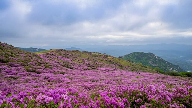 黄麦山(韩国多部电影拍摄地)上的皇家杜鹃花视频素材