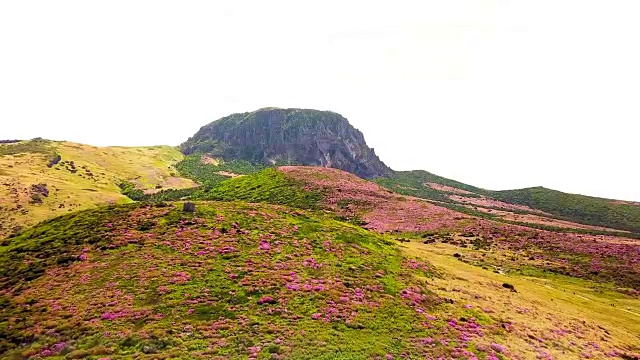 韩hallasan山(韩国最高的山)上的Witseoreum(火山锥)上的皇家杜鹃花视频素材