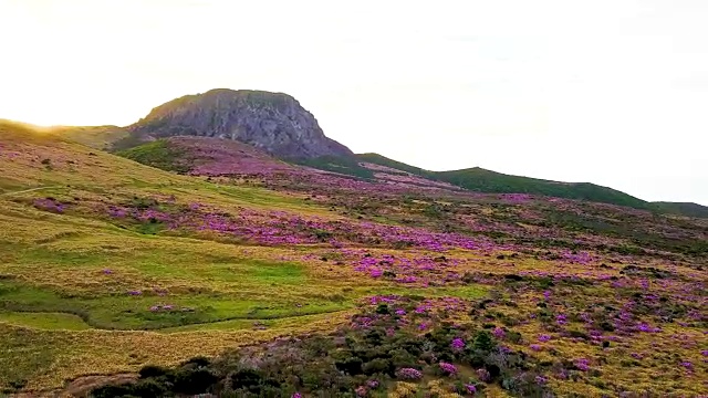 韩hallasan山(韩国最高的山)上的Witseoreum(火山锥)上的皇家杜鹃花视频素材