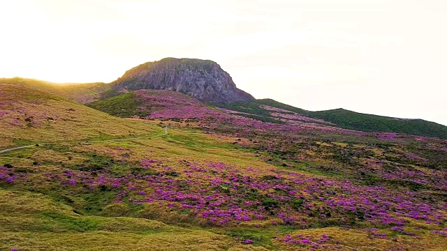 韩hallasan山(韩国最高的山)上的Witseoreum(火山锥)上的皇家杜鹃花视频素材