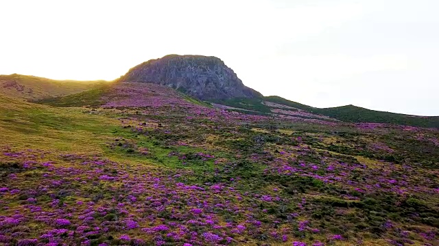 韩hallasan山(韩国最高的山)上的Witseoreum(火山锥)上的皇家杜鹃花视频素材