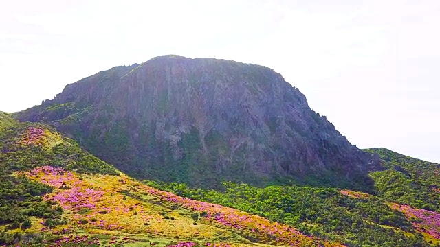 韩hallasan山(韩国最高的山)上的Witseoreum(火山锥)上的皇家杜鹃花视频素材