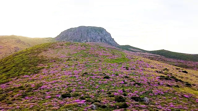 韩hallasan山(韩国最高的山)上的Witseoreum(火山锥)上的皇家杜鹃花视频素材