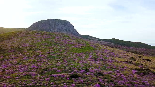 韩hallasan山(韩国最高的山)上的Witseoreum(火山锥)上的皇家杜鹃花视频素材