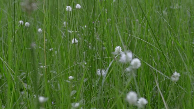 草地(走进来)视频素材