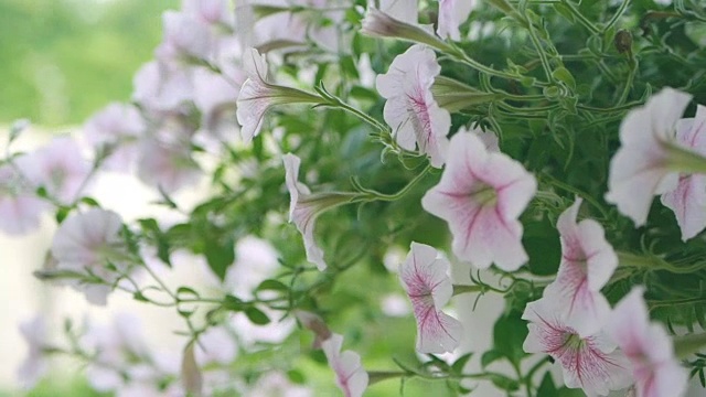 甜美的牵牛花在挂盆中随风飘动，慢动作视频素材