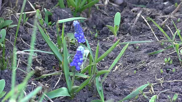 蓝色的风信子和昆虫视频素材