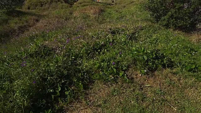 澳大利亚麦夸里港(Port Macquarie)的小镇海滩在夏天向上倾斜视频素材