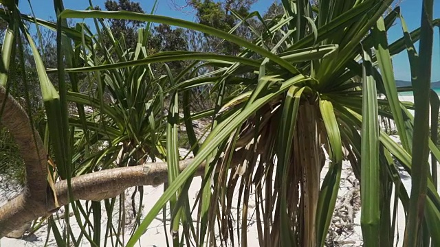 白海天堂天堂海滩在澳大利亚的夏天，用摇盘拍摄视频素材