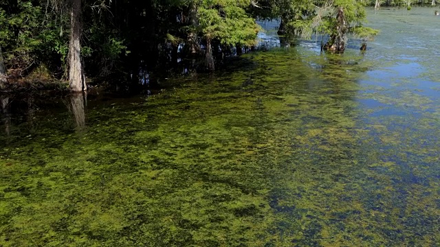 奇科州立公园在路易斯安那州与自然树木湖野生动物视频素材