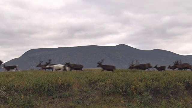 许多驯鹿在山上快速奔跑视频下载