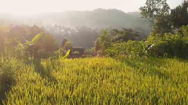 航拍巴厘岛的梯田和当地村庄。视频素材