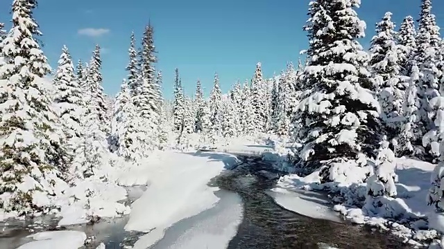 鸟瞰图的河流与松林雪在冬天视频素材