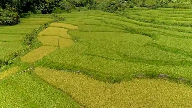 无人机鸟瞰位于河江全坝区谭臣镇的稻田。视频素材