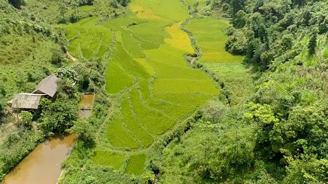 无人机鸟瞰位于河江全坝区谭臣镇的稻田。视频素材