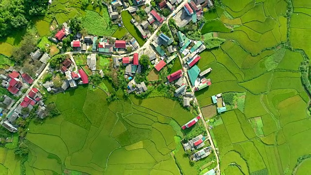无人机鸟瞰位于河江全坝区谭臣镇的稻田。视频素材