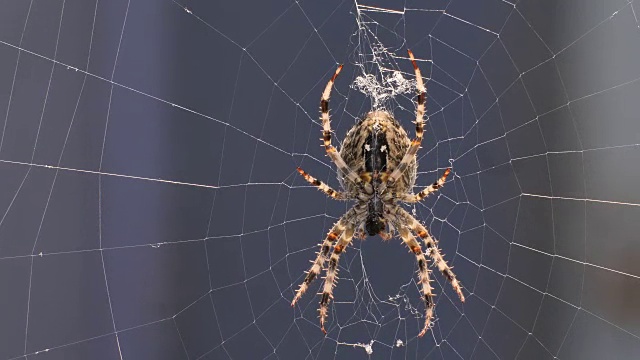 蜘蛛在网上吃昆虫视频素材