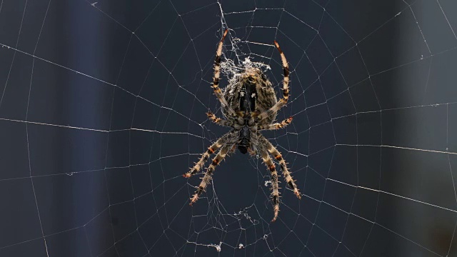蜘蛛在网上吃昆虫视频素材