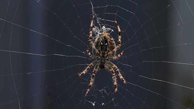 蜘蛛吃昆虫视频素材