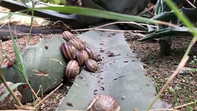 植物上的蜗牛视频素材