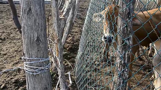 小牛。视频素材