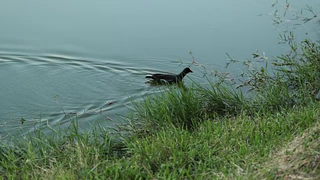 鸭子在湖边视频素材