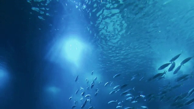 海洋生物视频素材