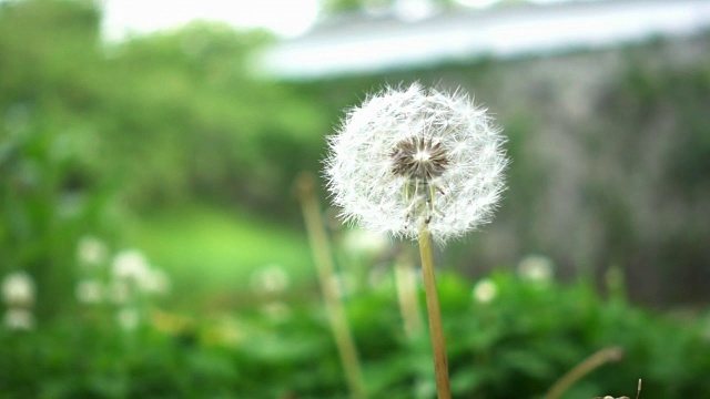 蒲公英的花朵和种子在风中缓慢地摇摆视频素材