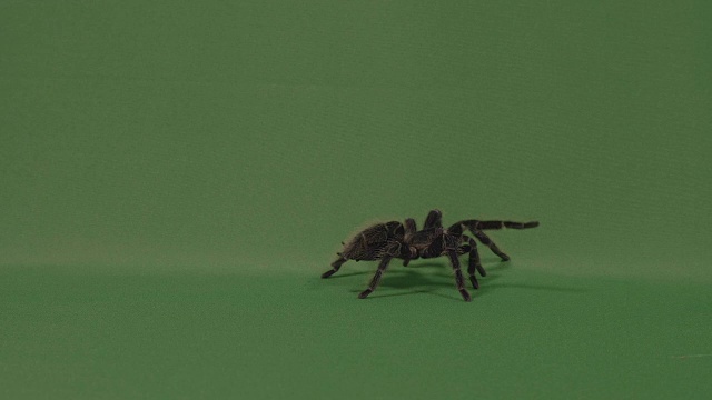 大蜘蛛狼蛛在绿色屏幕上行走，用扔毛来防御视频素材