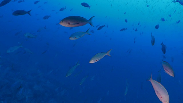 加拉帕戈斯群岛深海中成群的太平洋克里奥尔鱼视频素材