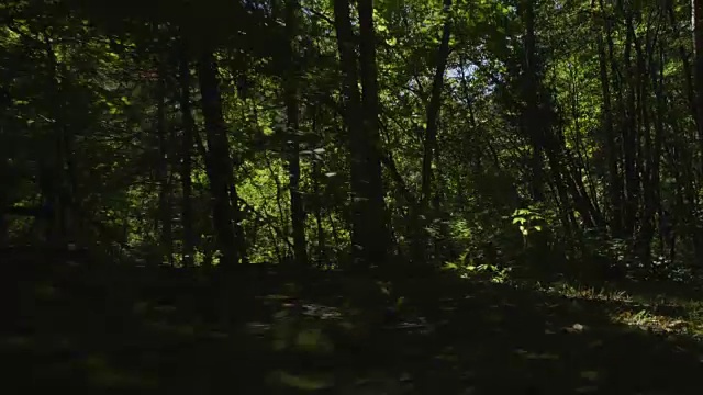 生物透过树林观察低模式视频素材