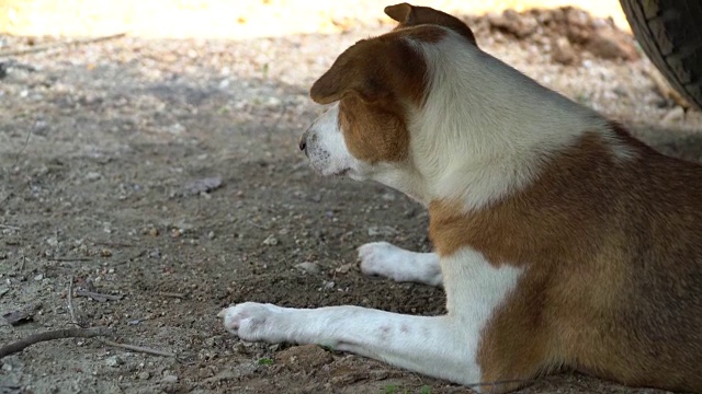 狗视频素材