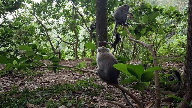 小猴子在乌鲁瓦图的雨林里玩耍视频素材