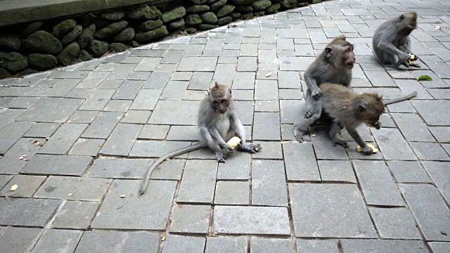 乌鲁瓦图猴子森林里，一群猴子坐在一条小路上吃东西视频素材