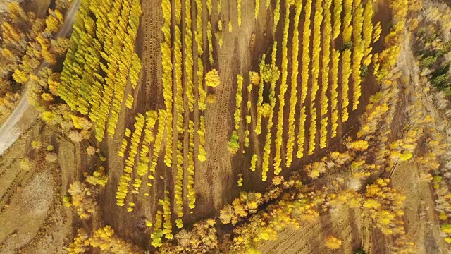 中国新疆河姆村的风景视频素材