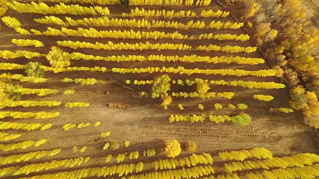 中国新疆河姆村的风景视频素材