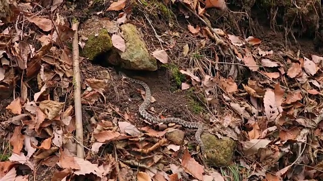 毒蛇准备冬眠在非军事区(韩国和朝鲜之间的非军事区)，高城枪视频素材