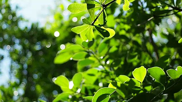 冬季大自然中植物绿叶花瓣的慢镜头视频下载