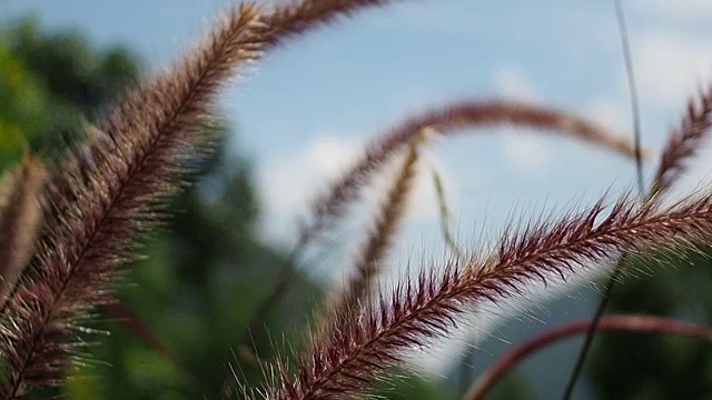 冬季大自然中植物绿叶花瓣的慢镜头视频下载