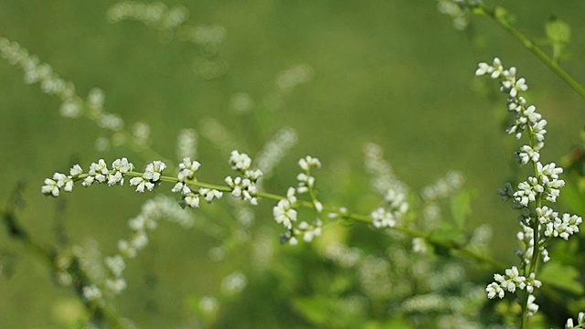 冬季大自然中植物绿叶花瓣的慢镜头视频下载