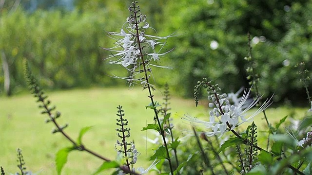 冬季大自然中植物绿叶花瓣的慢镜头视频下载