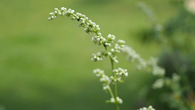 冬季大自然中植物绿叶花瓣的慢动作视频下载